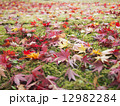 落ち葉 12982284
