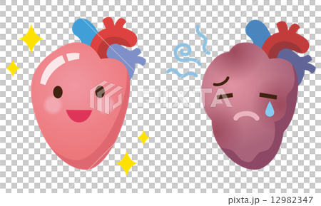 臓器のイラスト　心臓 12982347
