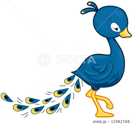 Peacock 12982588