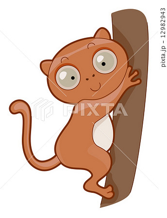 Cute Tarsier Cute Tarsier 12982943
