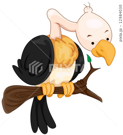 Vulture 12984030
