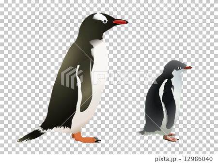 ジェンツーペンギン1のイラスト素材 [12986040] - PIXTA