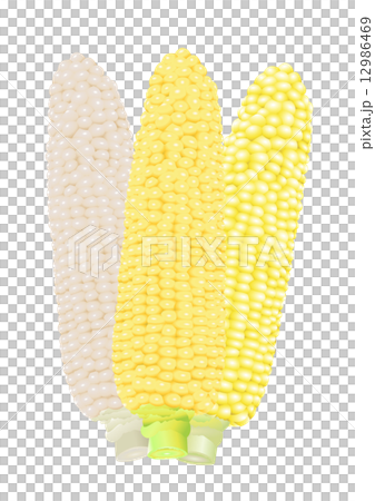 玉米6 玉米6 12986469