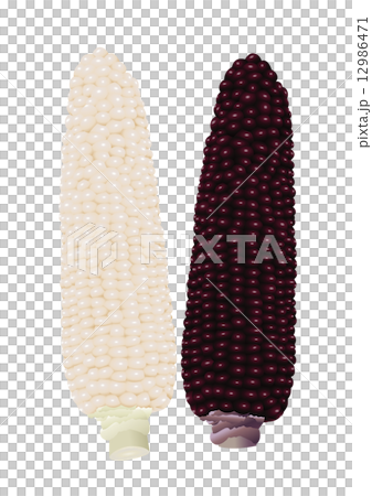 玉米8 玉米8 12986471