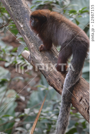 熱帯雨林のモンキー 12987155