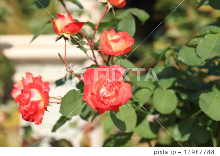 秋バラの花 12987788