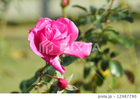 秋バラの花 12987790