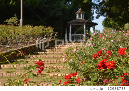 相模原北公園　相模原市 12988733