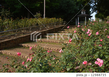 相模原北公園　相模原市 12988735
