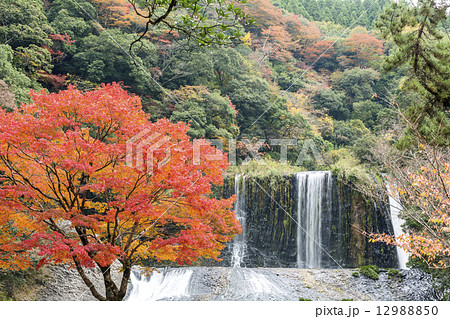 龍門の滝とイロハカエデの紅葉 龍門の滝とイロハカエデの紅葉 12988850