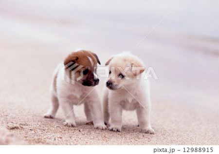 かわいい子犬 12988915