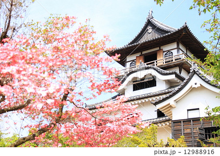 4月愛知 犬山城・天守とハナミズキ 12988916