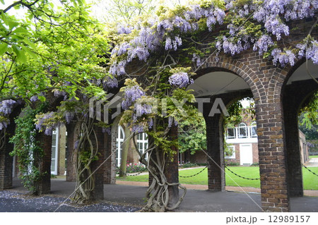 藤の花 12989157