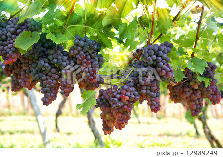 red grapes with green leaves on the vine 12989249