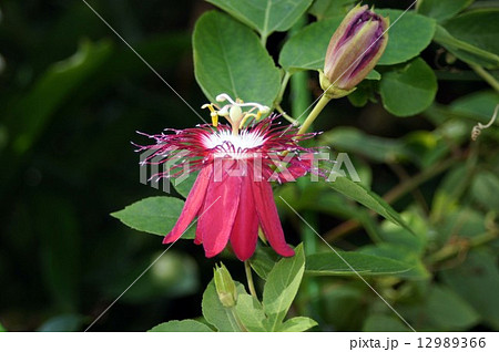 パッシフローラ・レディマーガレット パッシフローラ・レディマーガレット 12989366
