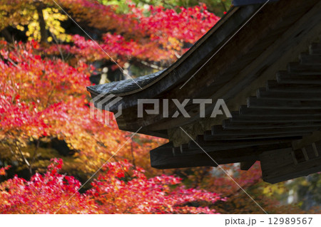 三千院門跡の紅葉 12989567