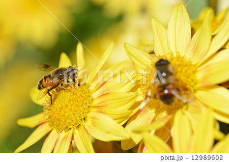 菊とハナアブ 12989602