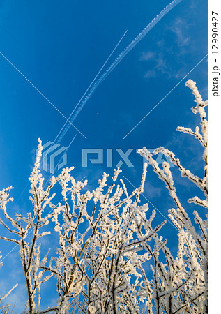 The tops of trees covered with hoarfrost against the blue sky The tops of trees covered with hoarfrost against the blue sky 12990427