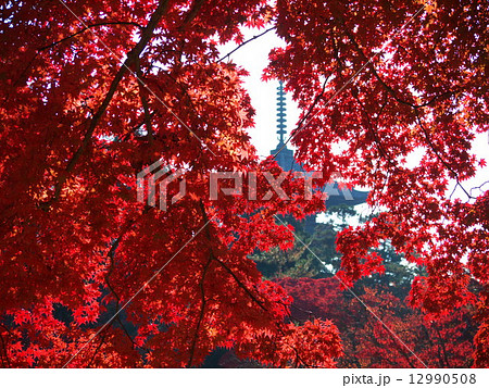 仁和寺の秋風景 仁和寺の秋風景 12990508