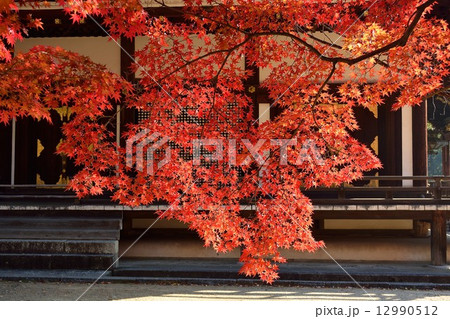 仁和寺の秋風景 仁和寺の秋風景 12990512