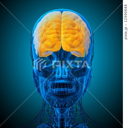 3d render medical illustration of the brain 12990688