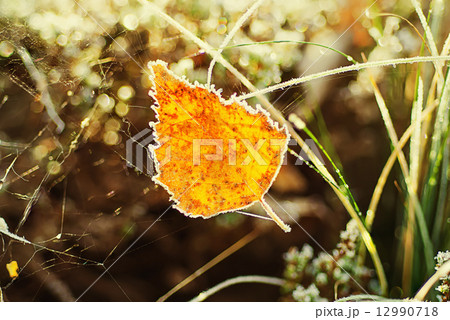 Autumn leaf 12990718