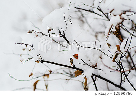 Under the snow 12990766