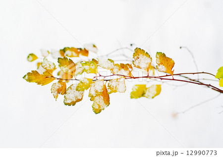 Under the snow 12990773
