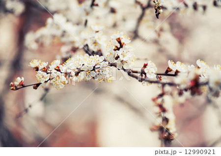 Apricot tree flower Apricot tree flower 12990921