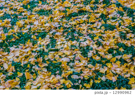 神宮外苑のいちょう並木 12990962