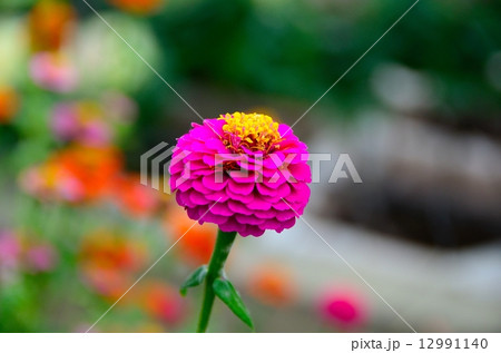 ジニア ジニア 12991140