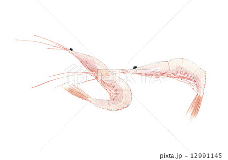 シロエビ シロエビ 12991145