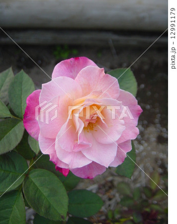 バラ 品種名 アブラカタブラ バラ 品種名 アブラカタブラ 12991179