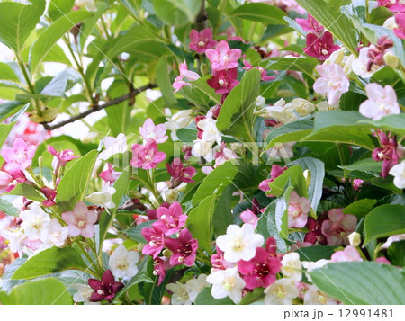 白~赤のグラデーションの花ハコネウツギ:雌雄同株 白~赤のグラデーションの花ハコネウツギ:雌雄同株 12991481