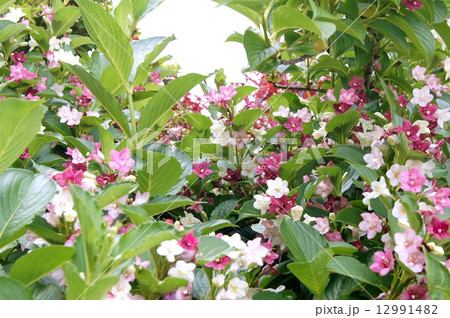 白~赤のグラデーションの花ハコネウツギ:雌雄同株 白~赤のグラデーションの花ハコネウツギ:雌雄同株 12991482