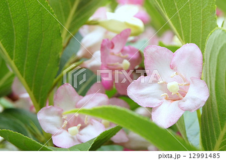 白～赤のグラデーションの花ハコネウツギ：雌雄同株 12991485