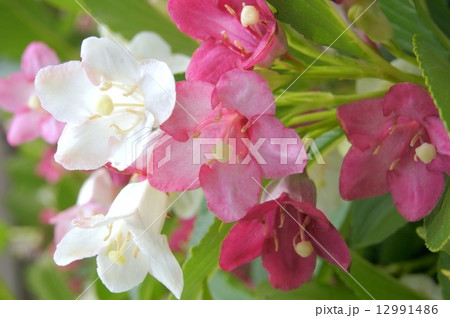 白~赤のグラデーションの花ハコネウツギ:雌雄同株 白~赤のグラデーションの花ハコネウツギ:雌雄同株 12991486