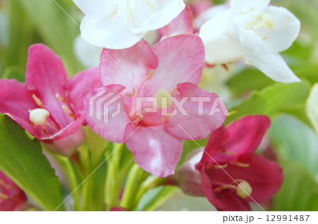 白~赤のグラデーションの花ハコネウツギ:雌雄同株 白~赤のグラデーションの花ハコネウツギ:雌雄同株 12991487