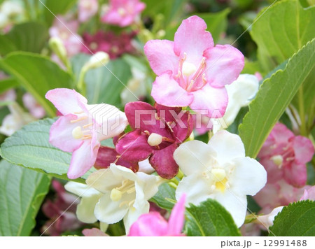 白~赤のグラデーションの花ハコネウツギ:雌雄同株 白~赤のグラデーションの花ハコネウツギ:雌雄同株 12991488