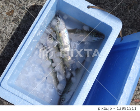 釣魚001 釣魚001 12991511