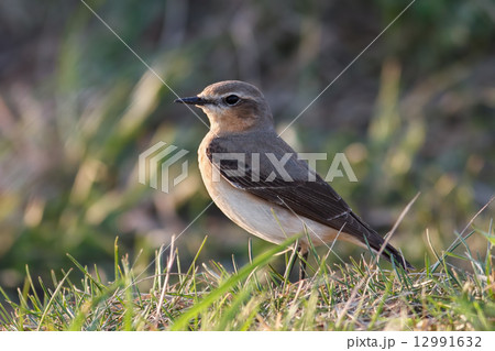 Wheatear (Oenanthe oenanthe) 12991632