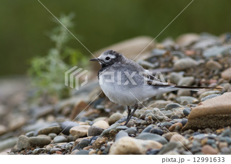 White Wagtail 12991633