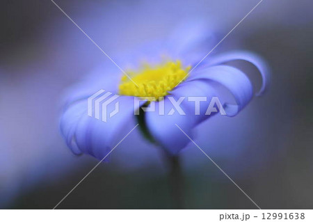 ブルーデージー ブルーデージー 12991638