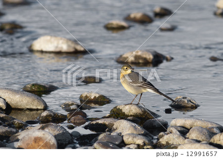 Yellow Wagtail (Motacilla flava) Yellow Wagtail (Motacilla flava) 12991657