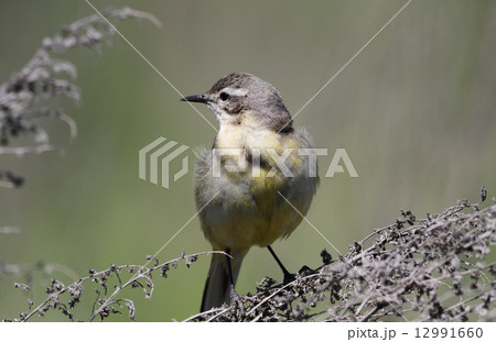 Yellow wagtail 12991660