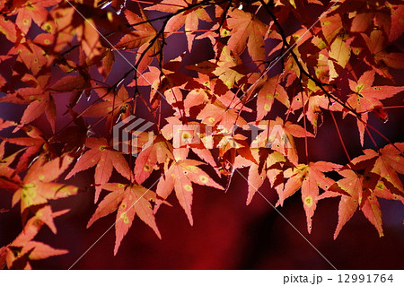 秋ですねー。紅葉 秋ですねー。紅葉 12991764