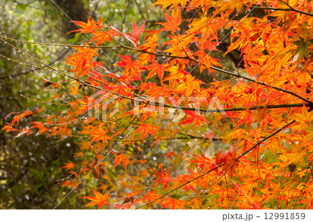 エコパーク綾の秋 12991859