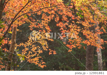 エコパーク綾の秋 エコパーク綾の秋 12991861