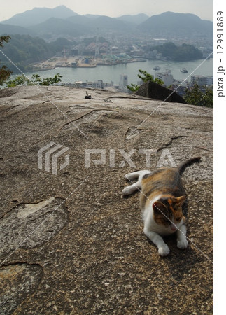 尾道のポンポン岩と猫 尾道のポンポン岩と猫 12991889