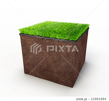 grass 12991994